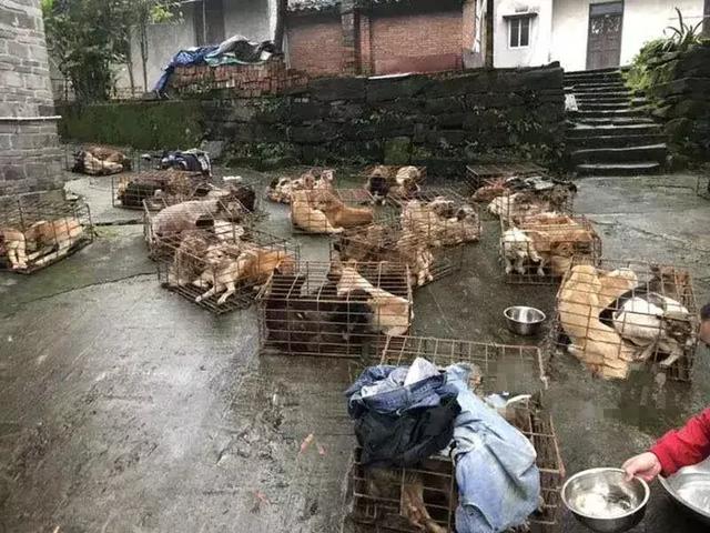 寒冬中百隻寵物狗被救下，不少狗狗已凍出病，幸虧多方誌願者協助