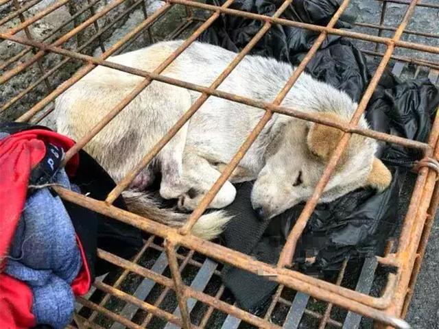 寒冬中百隻寵物狗被救下，不少狗狗已凍出病，幸虧多方誌願者協助