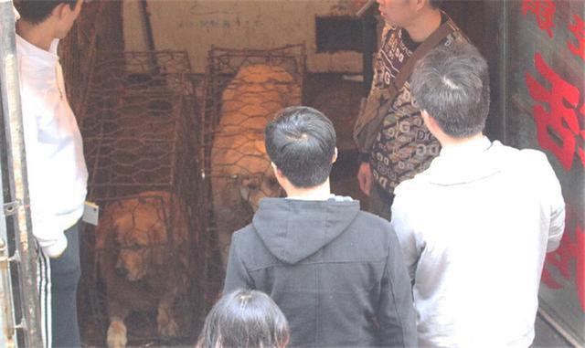 寒冬中百隻寵物狗被救下，不少狗狗已凍出病，幸虧多方誌願者協助