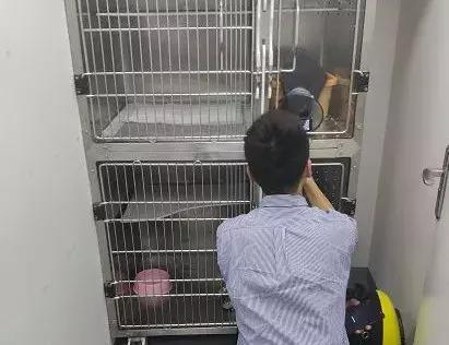 「給貓全口拔牙，對它是一種解脫」