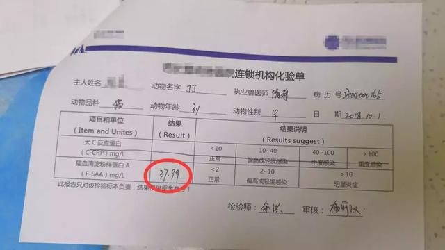 「給貓全口拔牙，對它是一種解脫」
