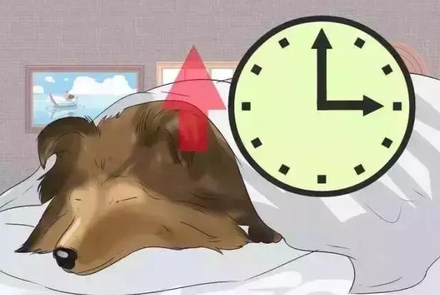 警惕！這些情況表明狗狗在忍受疼痛