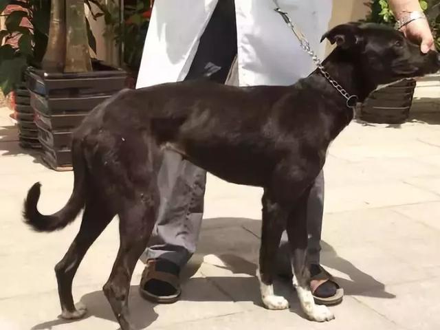 你知道專職「供血犬」嗎？