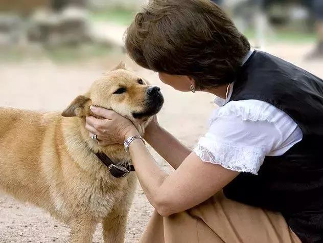 你知道專職「供血犬」嗎？
