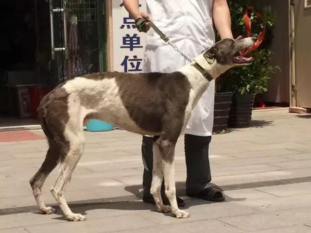 你知道專職「供血犬」嗎？