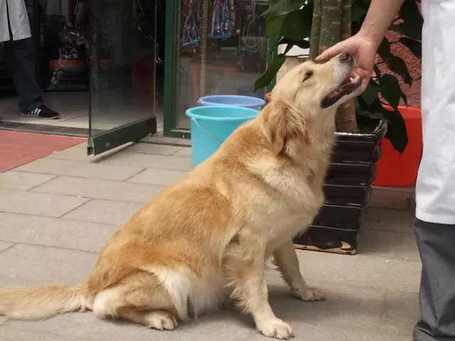 你知道專職「供血犬」嗎？