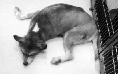你知道專職「供血犬」嗎？