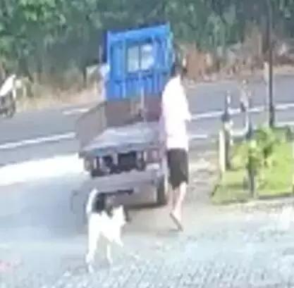 它追了主人整整20條街，「你怎麼忍心拋下我」