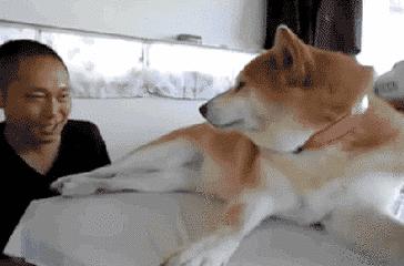 「為什麼狗狗只咬男生不咬女生？」