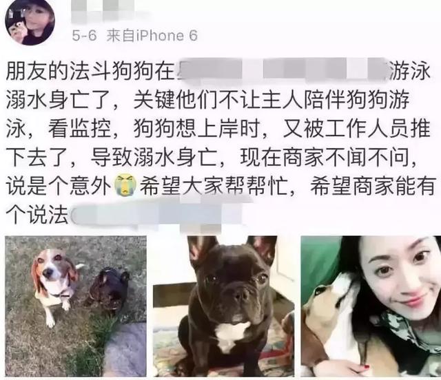 誰說狗狗天生就會游泳？這幾種狗就不適合，別讓游泳給送了命