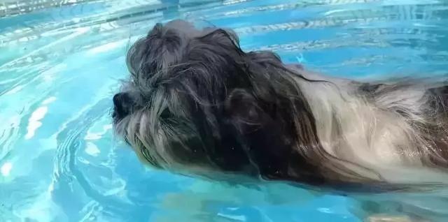 誰說狗狗天生就會游泳？這幾種狗就不適合，別讓游泳給送了命