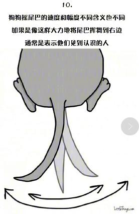 十一張漫畫告訴你，狗狗尾巴的動作里暗藏的玄機