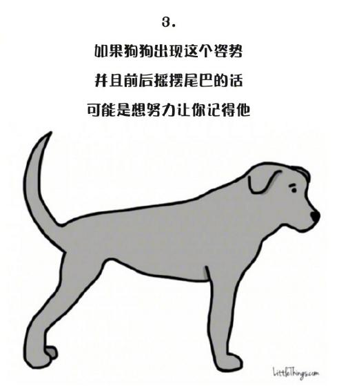 十一張漫畫告訴你，狗狗尾巴的動作里暗藏的玄機