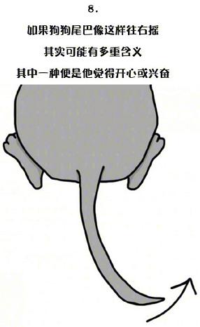 十一張漫畫告訴你，狗狗尾巴的動作里暗藏的玄機