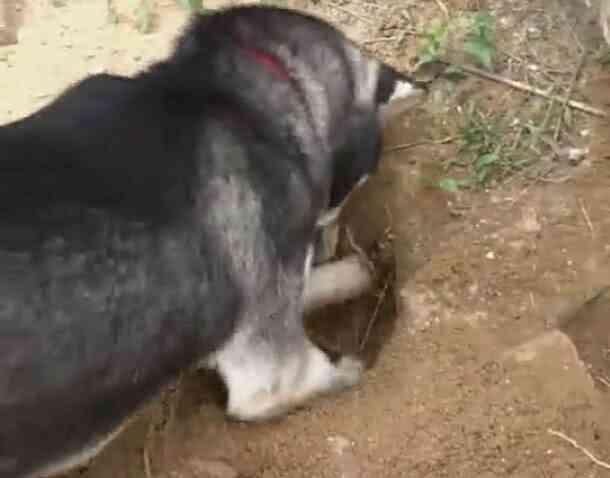 哈士奇挖牆腳，挖出了兩房一廳，這傻狗還跟主人炫耀