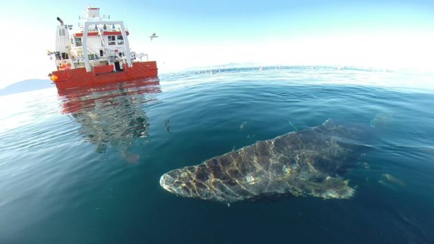 「世上最長壽鯊魚」一活400年見證人類歷史　150歲才剛進入青春期 