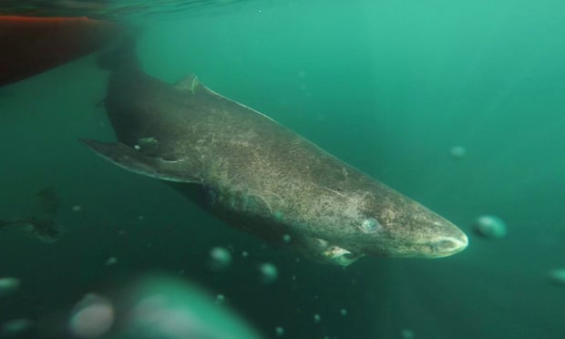 「世上最長壽鯊魚」一活400年見證人類歷史　150歲才剛進入青春期 