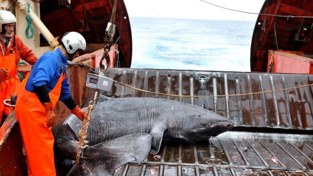 「世上最長壽鯊魚」一活400年見證人類歷史　150歲才剛進入青春期 