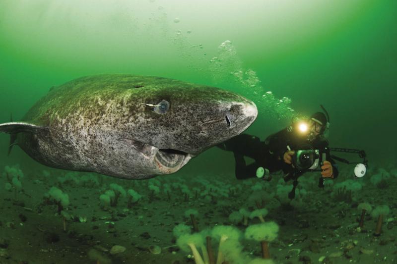「世上最長壽鯊魚」一活400年見證人類歷史　150歲才剛進入青春期 