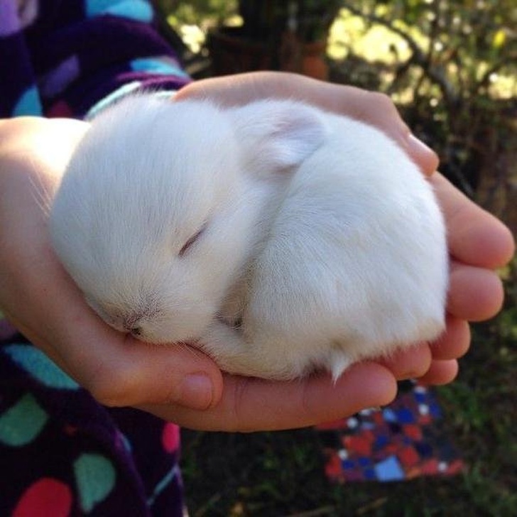 動物示範睡覺的最高境界　20張「各種神奇睡姿」斷電瞬間萌照