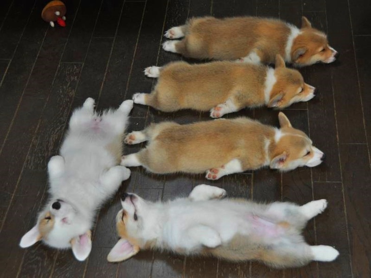 動物示範睡覺的最高境界　20張「各種神奇睡姿」斷電瞬間萌照