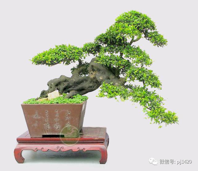 初玩盆景，這17條一定要知道 