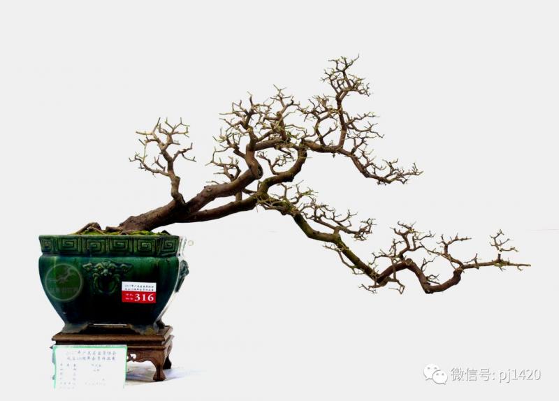 初玩盆景，這17條一定要知道 