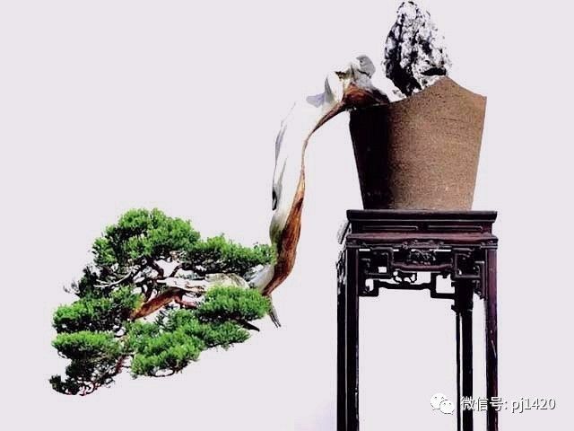 初玩盆景，這17條一定要知道 