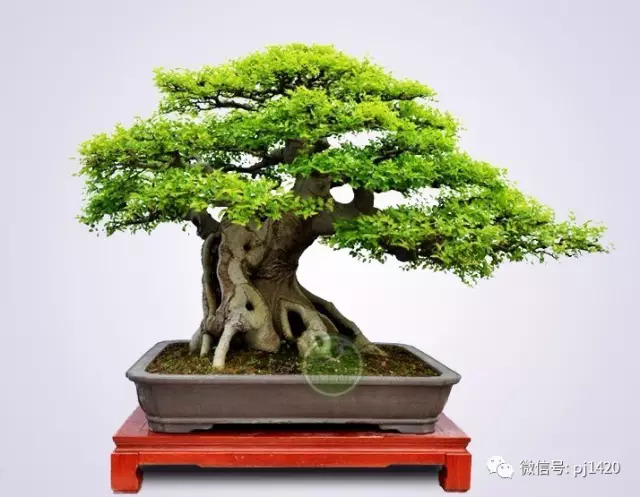 嶺南造型技法的秘訣原來在這！ 