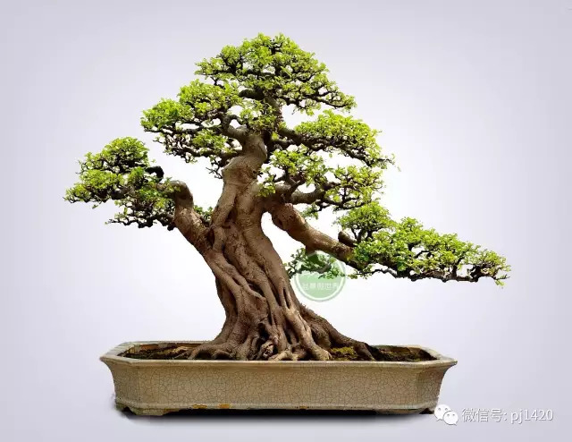 嶺南造型技法的秘訣原來在這！ 