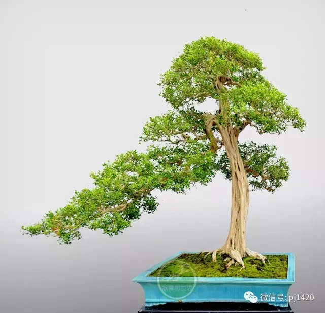嶺南造型技法的秘訣原來在這！ 