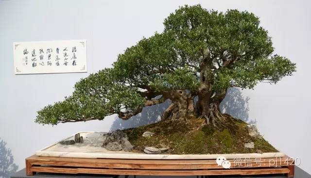 嶺南造型技法的秘訣原來在這！ 