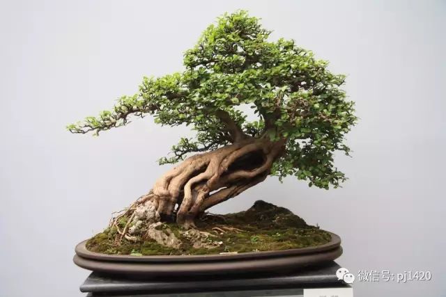 嶺南造型技法的秘訣原來在這！ 