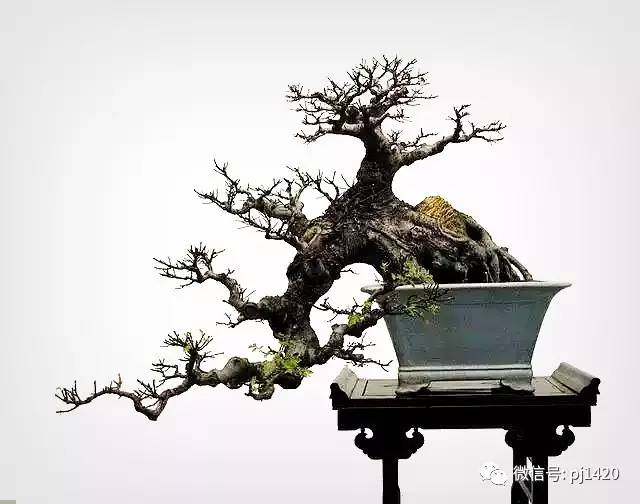 嶺南造型技法的秘訣原來在這！ 