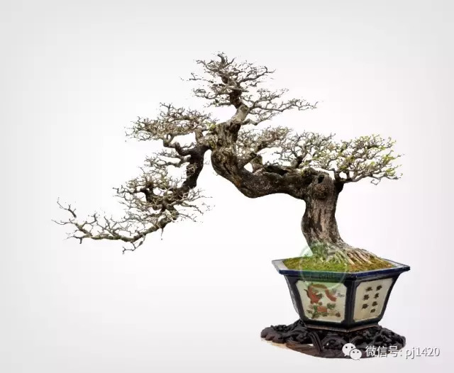 嶺南造型技法的秘訣原來在這！ 