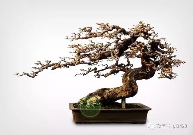嶺南造型技法的秘訣原來在這！ 