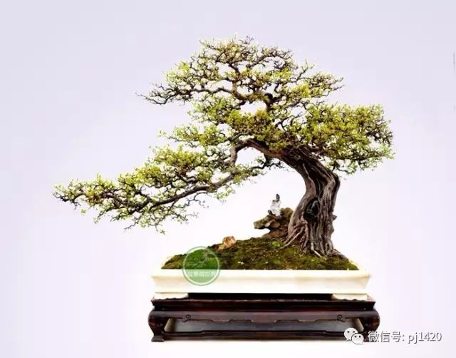 嶺南造型技法的秘訣原來在這！ 
