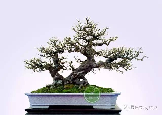 嶺南造型技法的秘訣原來在這！ 