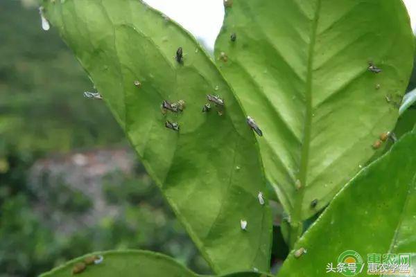 不用農藥防治害蟲的方法有嗎？這裡有10個（建議收藏）