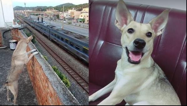阿婆每晚給狗狗跳僵屍舞逗狗狗開心，女兒爆笑：她以前很怕狗！
