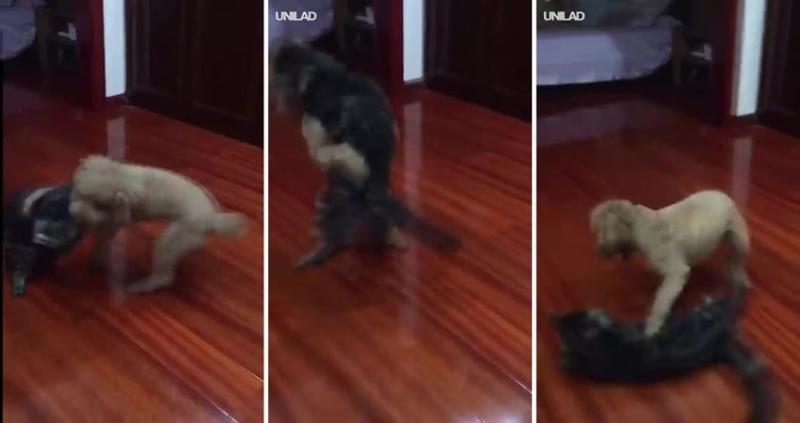 服務犬金金看到最愛的布魯托「變好大」　秒衝過去互動把網友萌翻