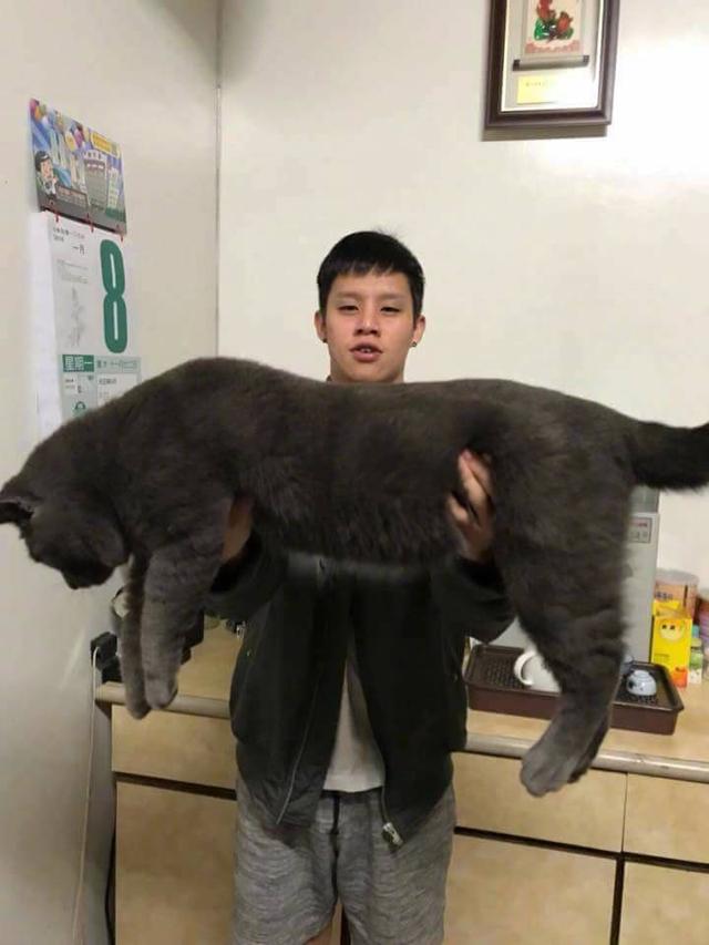 你沒看過的「喵界巨無霸」！超乎想像SIZE網喊：奴才手都快斷了～