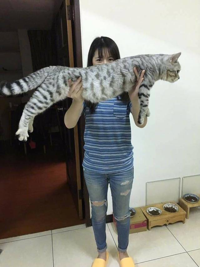 你沒看過的「喵界巨無霸」！超乎想像SIZE網喊：奴才手都快斷了～