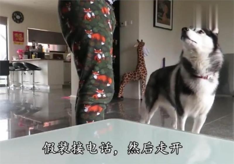 二哈會不會偷吃？主人假意離開，牛排放桌子上，網：不是純二哈！