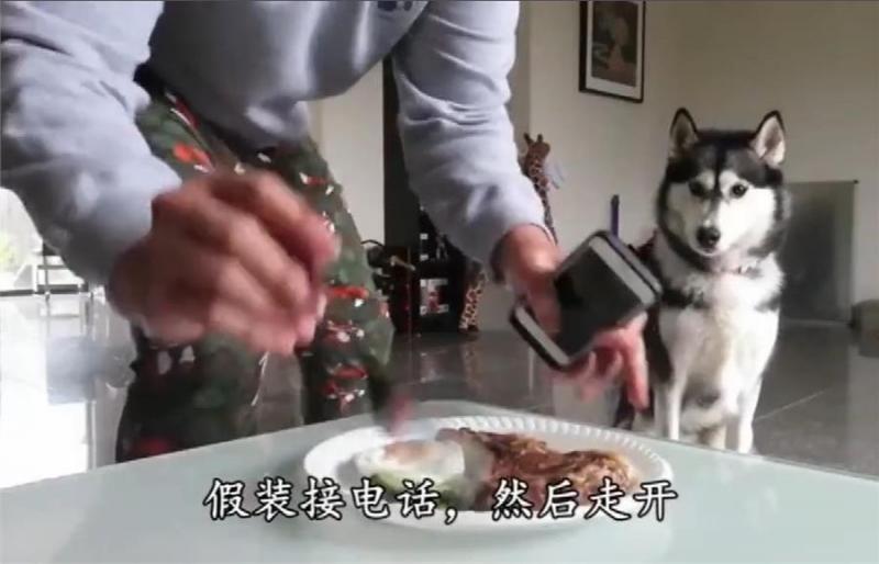 二哈會不會偷吃？主人假意離開，牛排放桌子上，網：不是純二哈！