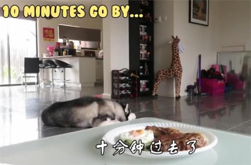 二哈會不會偷吃？主人假意離開，牛排放桌子上，網：不是純二哈！
