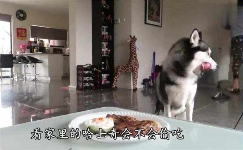 二哈會不會偷吃？主人假意離開，牛排放桌子上，網：不是純二哈！