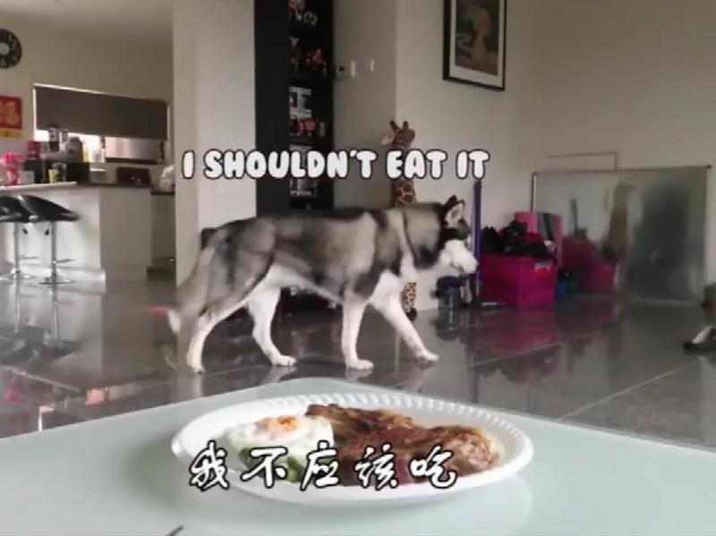 二哈會不會偷吃？主人假意離開，牛排放桌子上，網：不是純二哈！