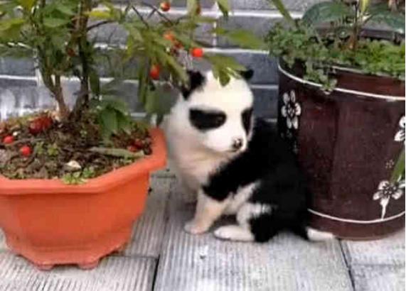 主人散養土狗，汪汪意外懷孕，竟生下一隻熊貓狗：這算是國寶嗎！
