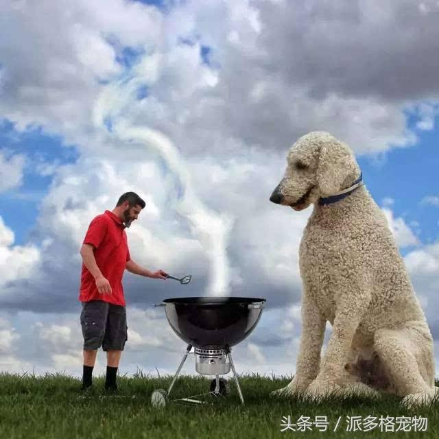 這是我見過的最大的寵物狗，背後的故事卻讓人感動到流淚